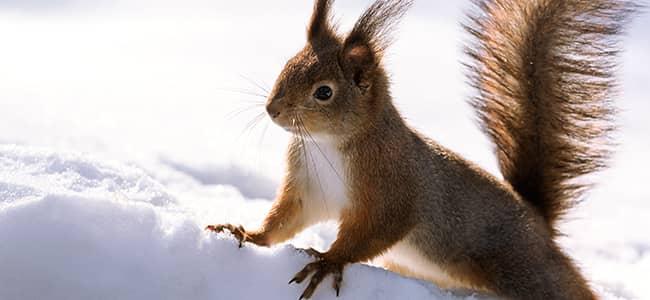 a squirrel in snow in the dc area