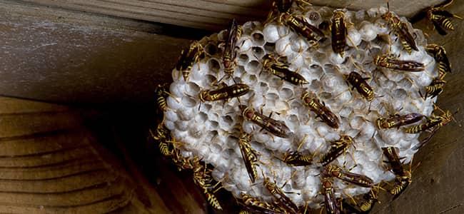 a yellow jacket nest outside a virginia home