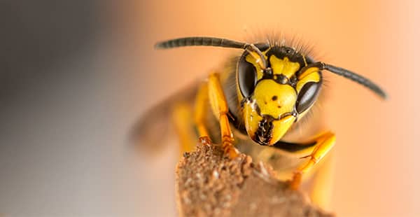 a yellow jacket wasp perched on a branch outside of a home in annapolis maryland