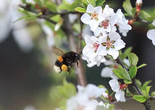 a bumble bee flying among flowers in sterling virginia