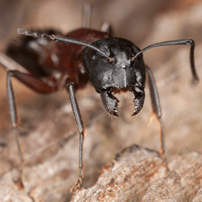 carpenter ant outside northern virginia home