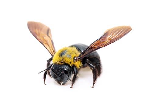 a carpenter bee in bristol maryland