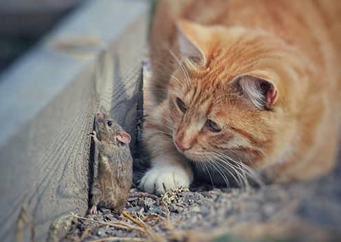 Cats Are Beneficial To Locating Mice In Homes a cat stalking a mouse in a home in highland maryland