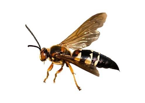 a cicada killer wasp in dundalk maryland