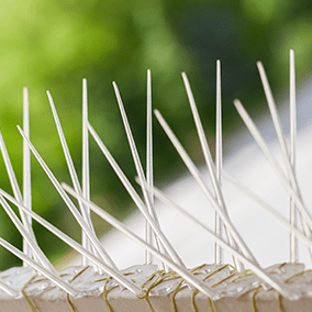 bird spikes in maryland