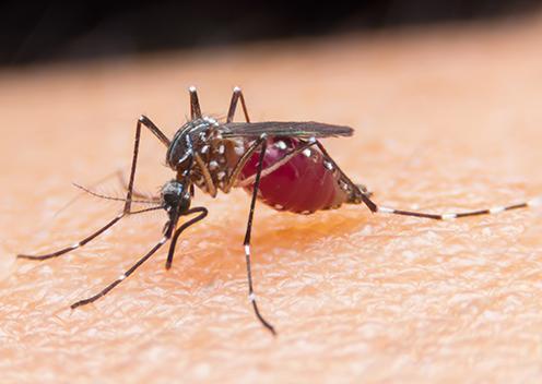 a mosquito biting a persons leg in maryland