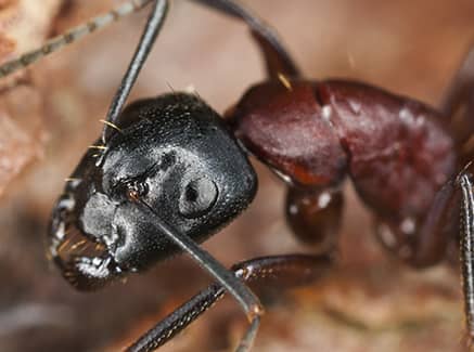 carpenter ant found in maryland home