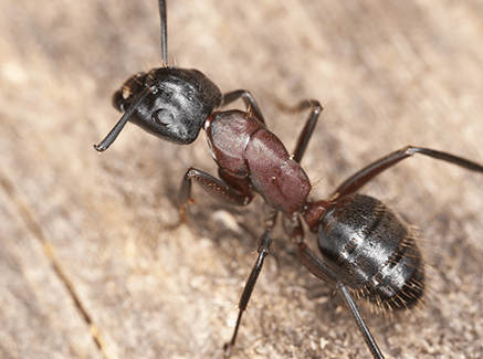 carpenter ant near maryland home