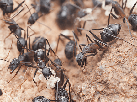 carpenter ants up close 