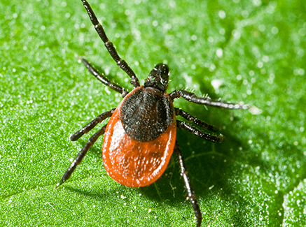 deer tick on leaf