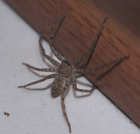 spider in maryland home