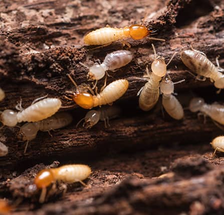 Can Termites Eat Through Concrete - Super Bug Termite Spreading In Florida Chews Through Concrete And Plumbing Spits Acid / Even if there's a stack of tasty wood behind the concrete, there are nothing termites can do about it.