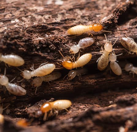 termites near dc home