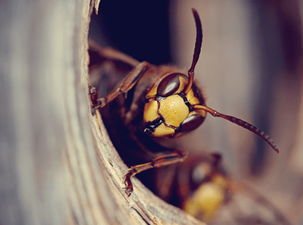 yellow jacket in nest 