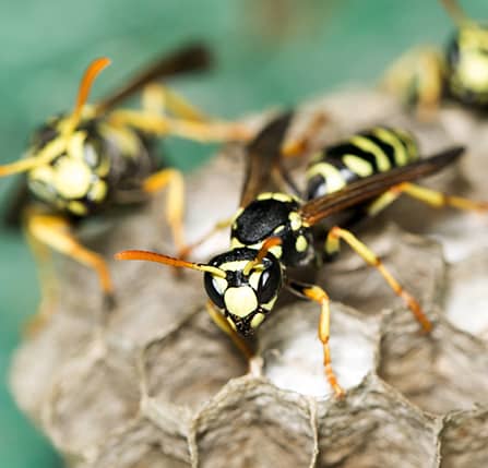 yellowjackets building nest