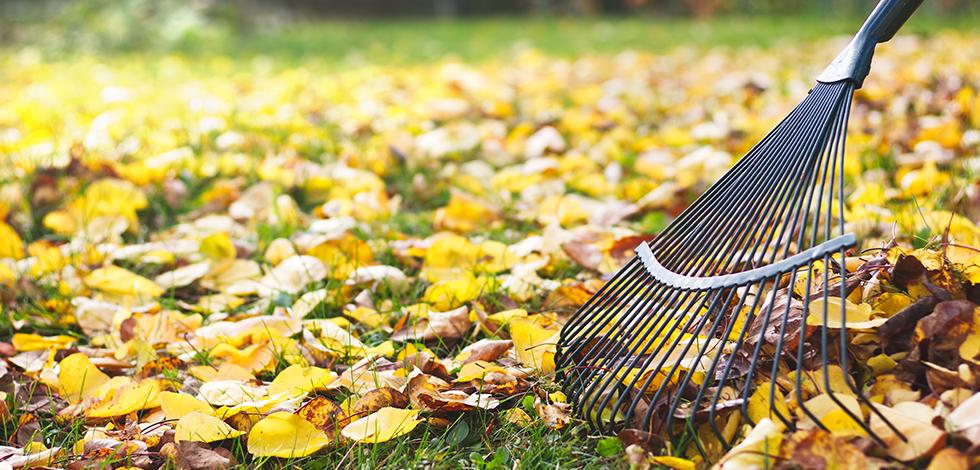 a person raking leaves in washington dc