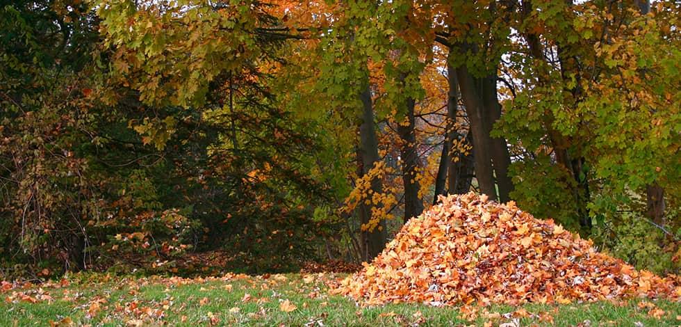 Keeping Leaf Piles Away From Your Home Prevents Mice a pile of leaves in a yard in burke virginia