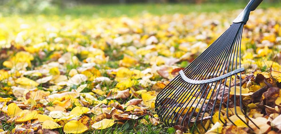 Raking Leaves Away From Your House Prevents Pests a person raking leaves away from their fairfax virginia home