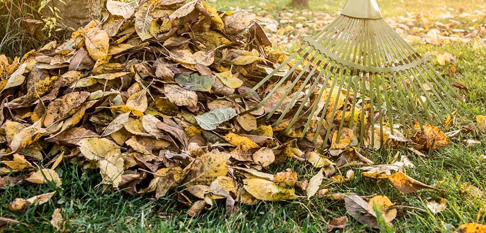 raking leaves in maryland