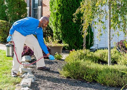 american pest tech treating outside of home