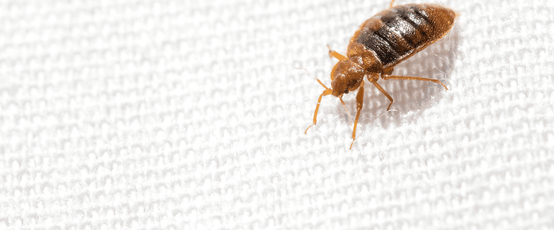 bed bug in a baltimore hotel room
