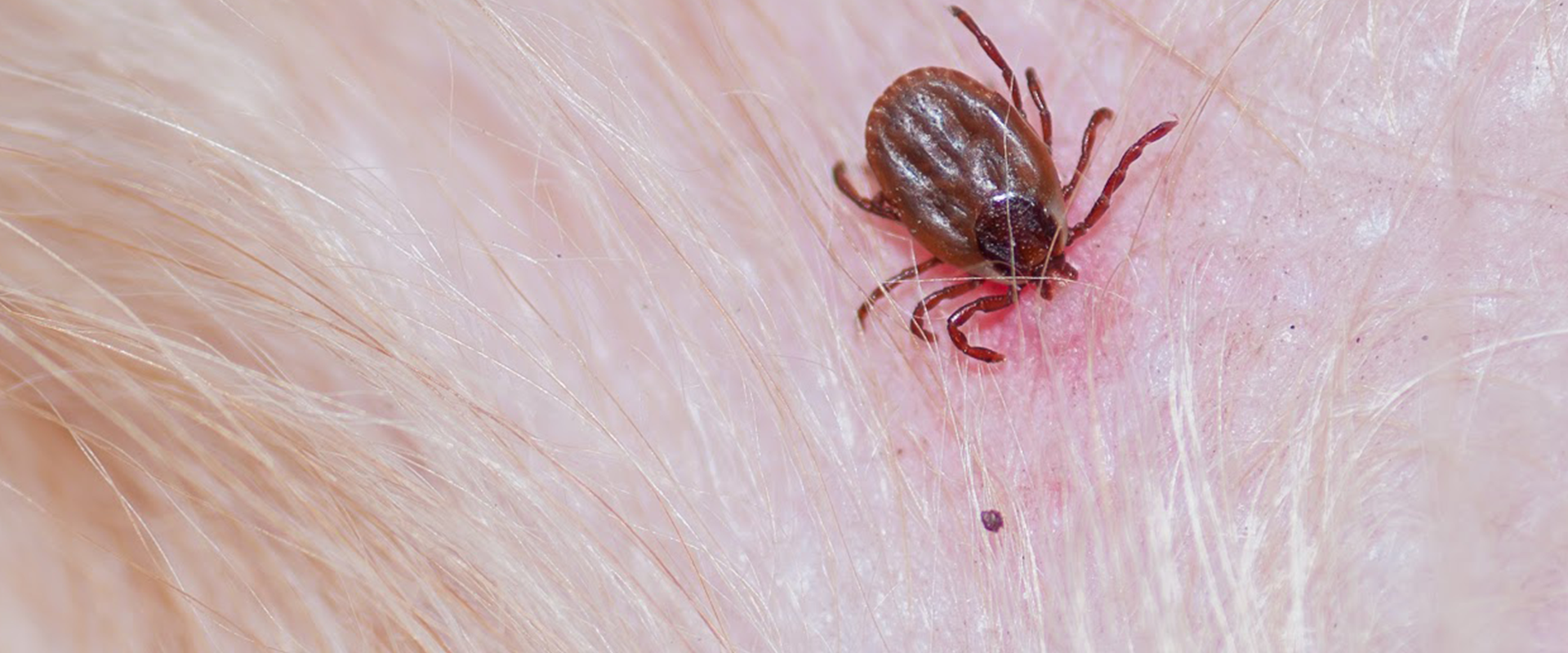 brown tick on a dogs back