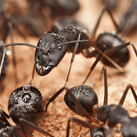 carpenter ants on a log outside maryland home