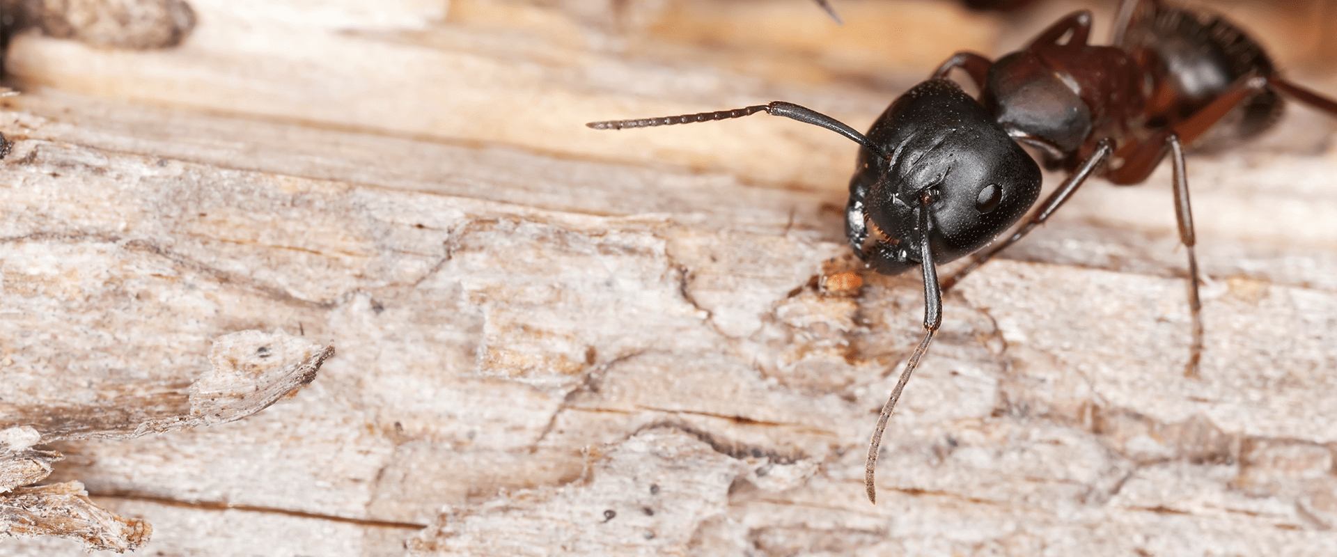 large black carpenter ant in a baltimore home