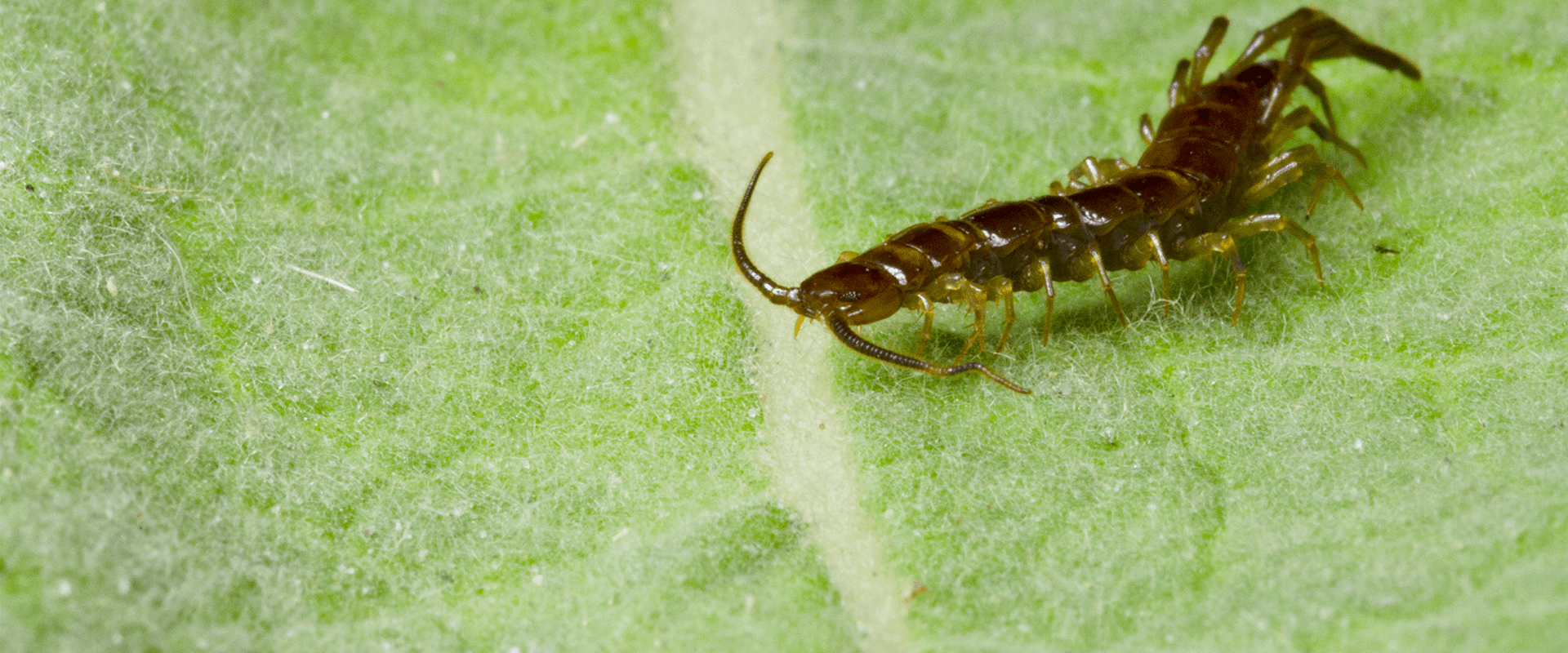 upclose image of a centipede