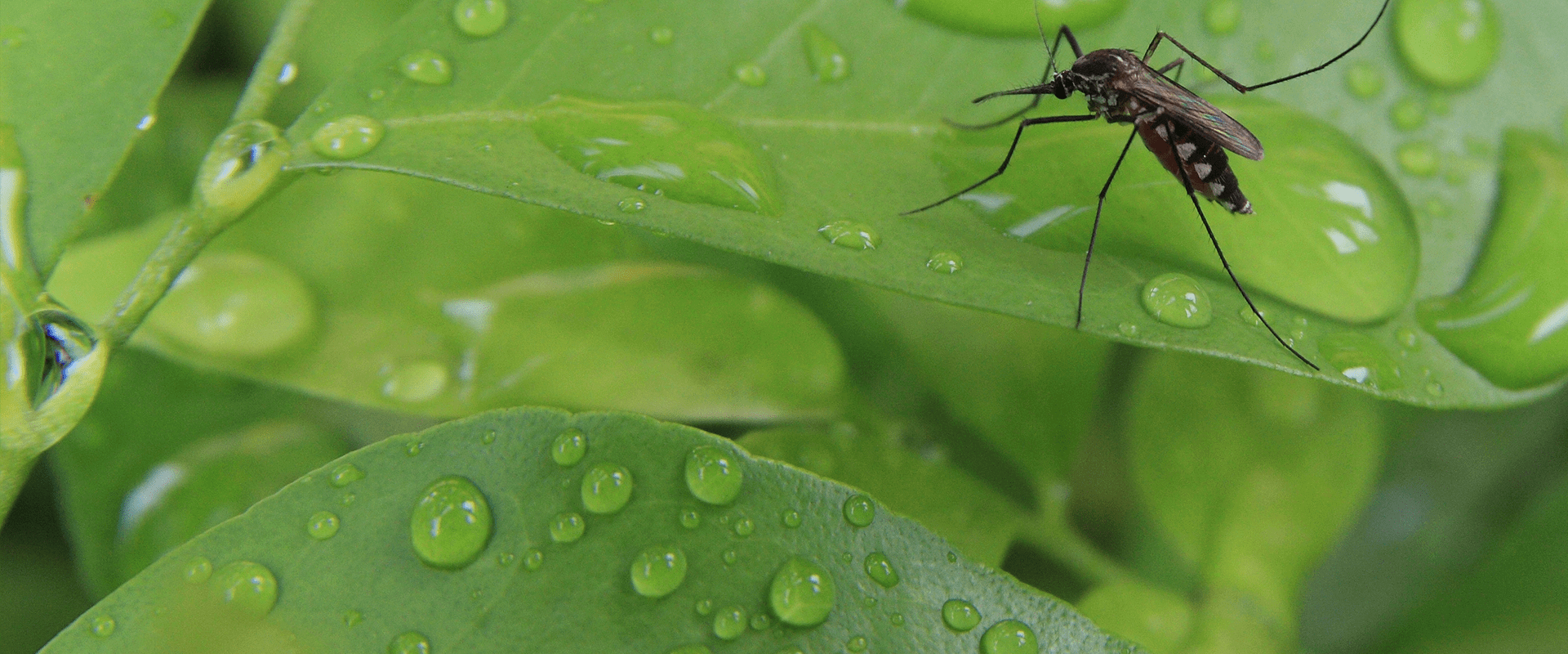 mosquito on a leaf outside baltimore business