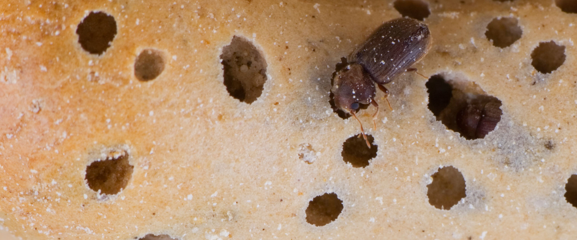 maryland grocery store with a drugstore beetle problem