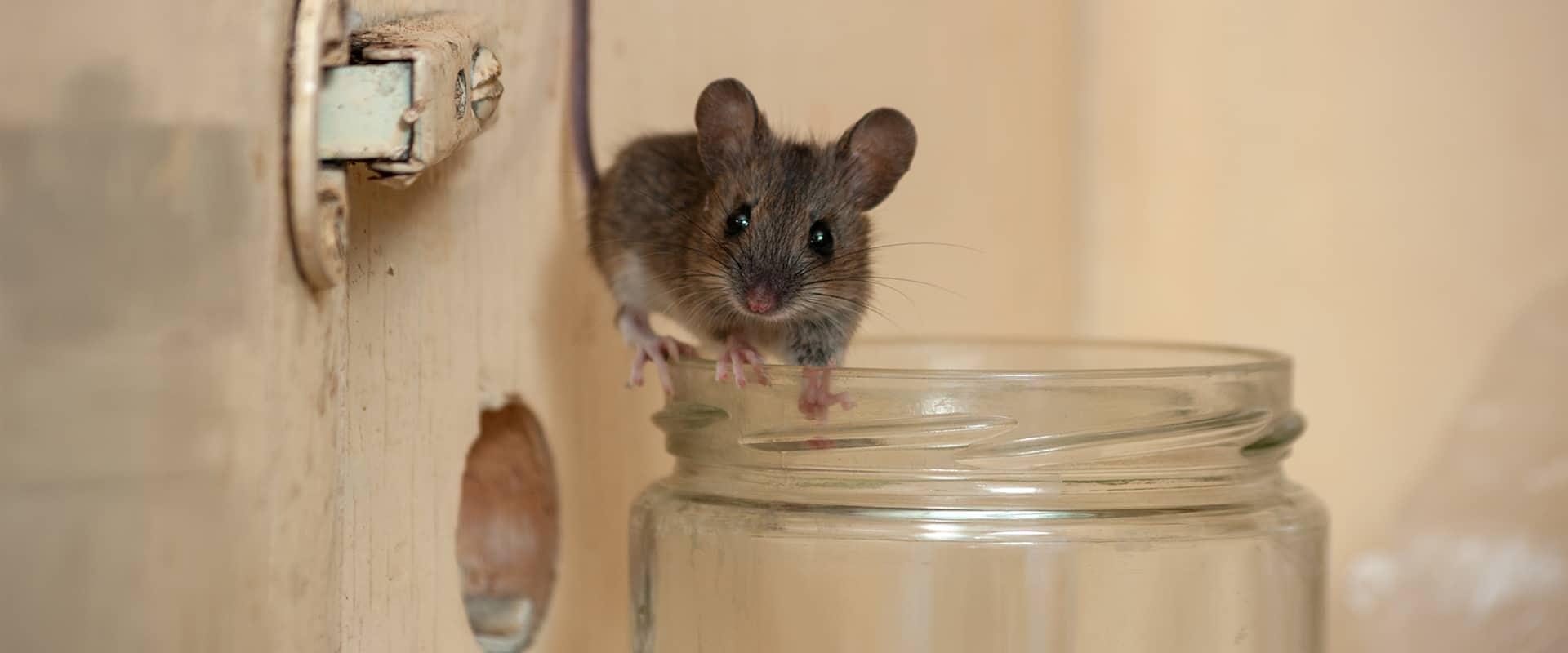 a mouse climbing on the rim of a glass in a home in bethesda maryland