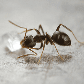 odorous house ant on a kitchen floor in baltimore