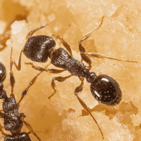 pavement ant searching for food outside virginia home