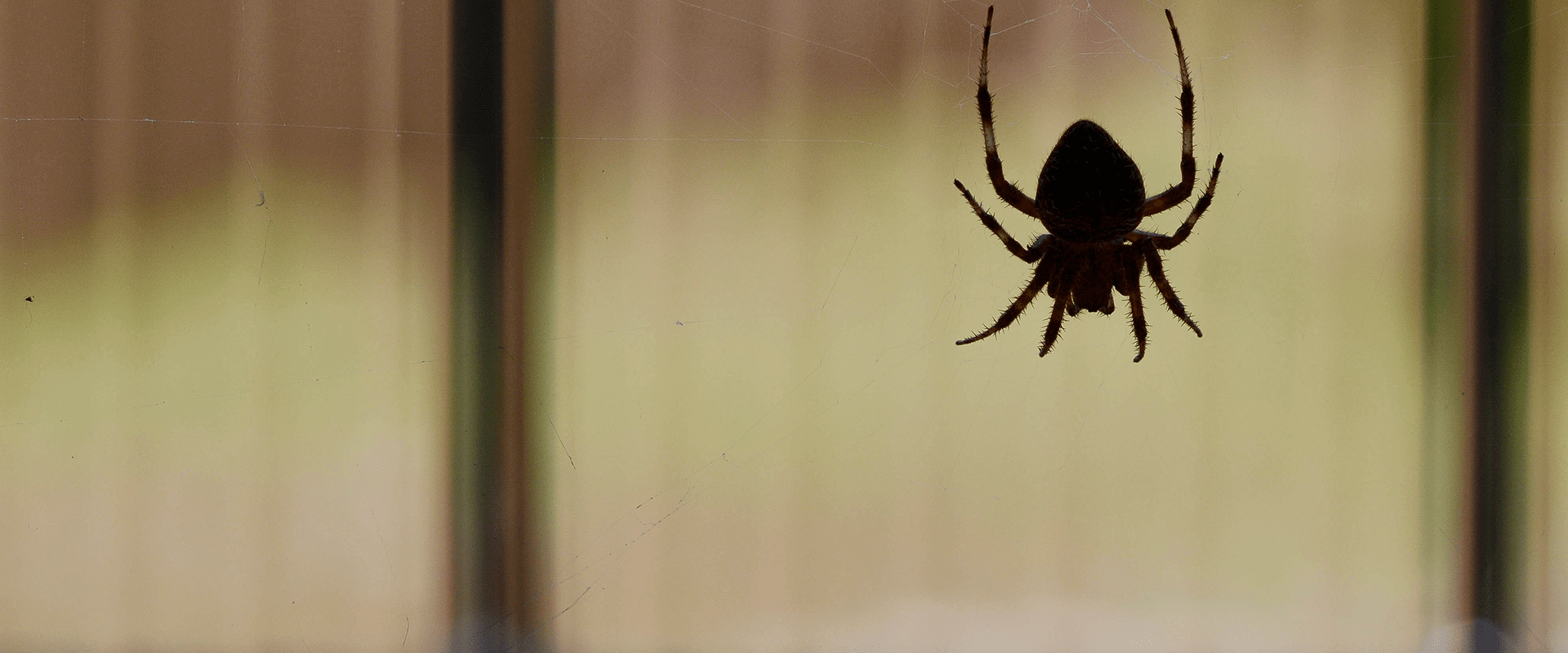 baltimore home infested with spiders