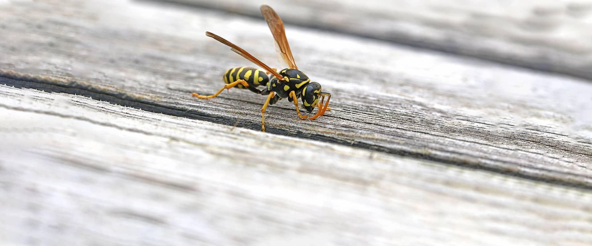 Complete Guide To Stinging Insects In Maryland Virginia And 