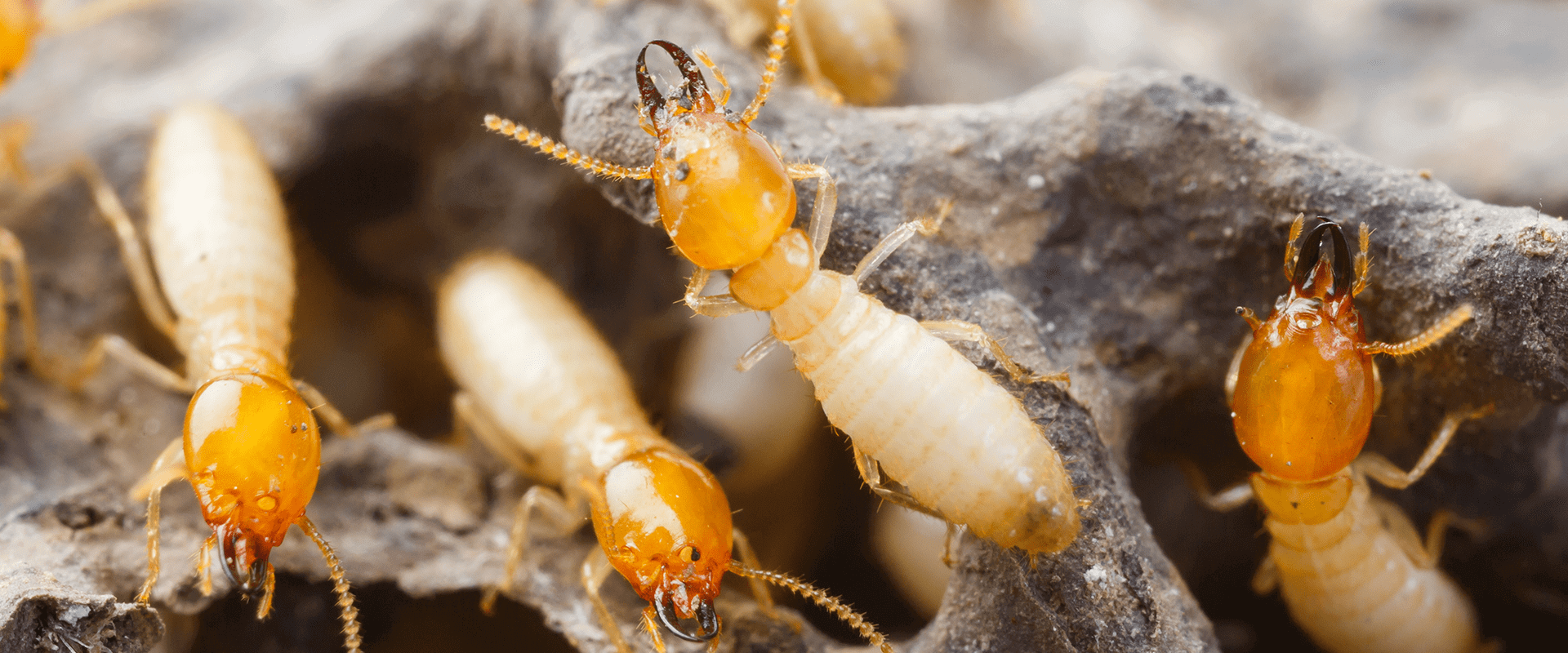 destructive termites foraging in Maryland