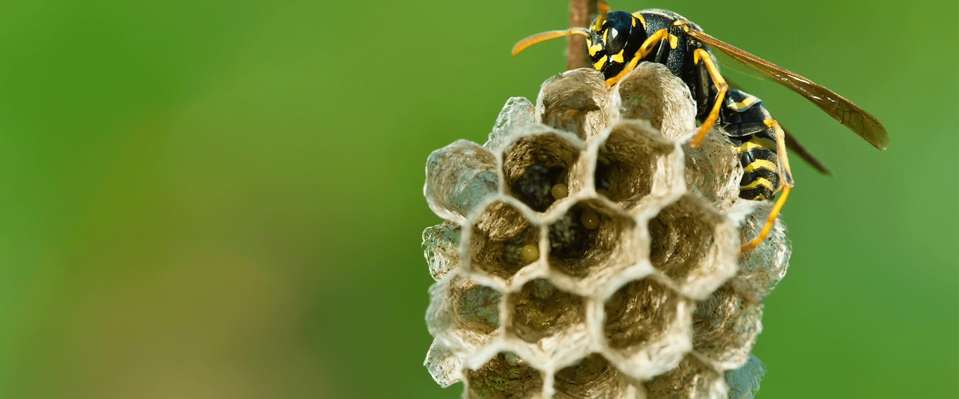 large wasp found in washington dc