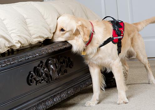 Trained Dogs Perform K-9 Bed Bug Inspections a dog performing a k9 inspection at a home in aldie virginia