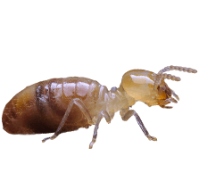 termite on a white background