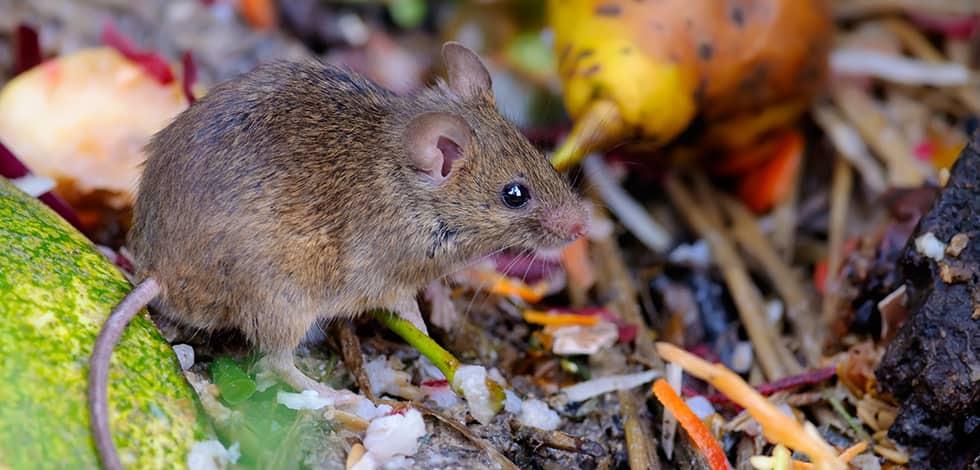 Mice Find Their Way Inside While Searching For Food a mouse outside a home in clarksville maryland