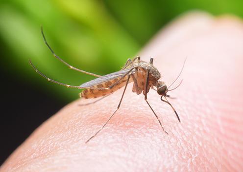 a mosquito biting a persons leg in washington dc