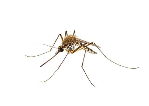 what a mosquito looks like