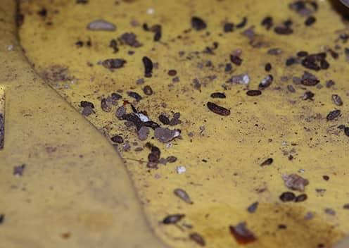 Mouse Droppings Are A Sign Of An Infestation a large amount of mouse feces in a home in gainesville virginia