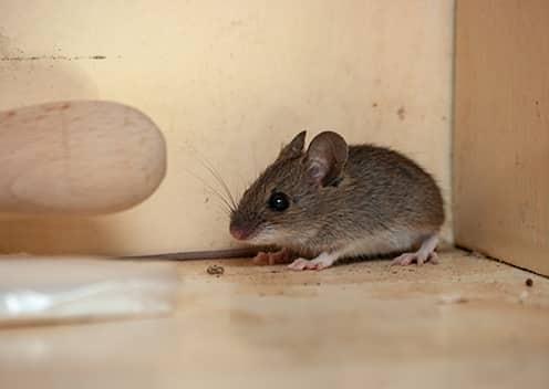 Mice Are Often Found Inside Cupboards & Cabinets a mouse inside a kitchen cabinet in baltimore maryland