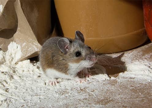 Mice Contaminate Stored Food Items With Urine & Feces a mouse crawling through flour in a kitchen in laurel maryland