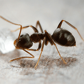 odorous house ants in maryland home