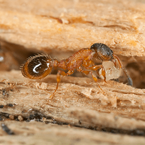 pavement ant outside baltimore home