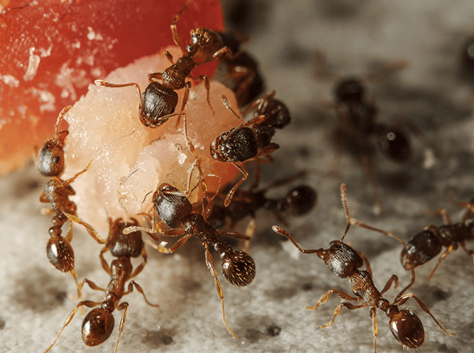 ants eating a piece of fruit