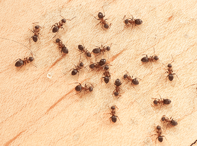 ants eating a piece of fruit